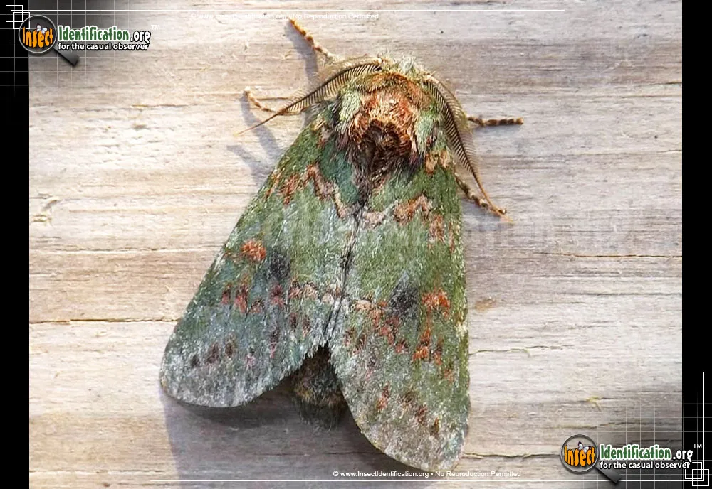 Wavy-lined Heterocampa