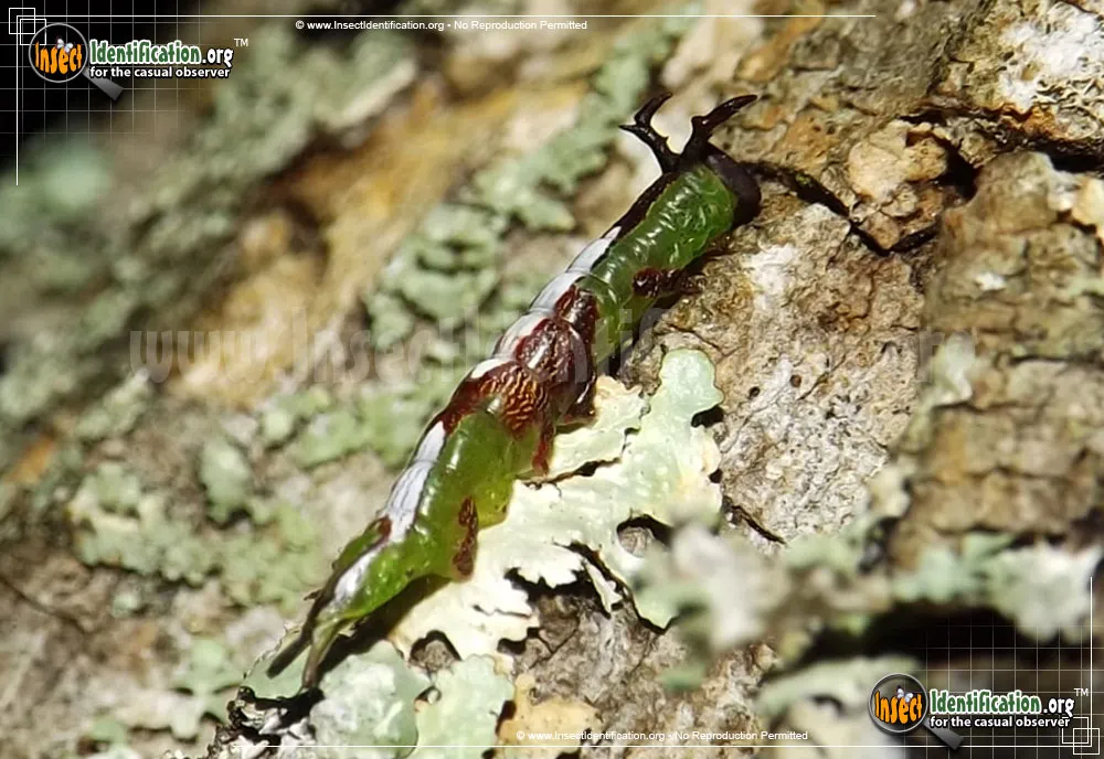 Wavy-lined Heterocampa - photo 3
