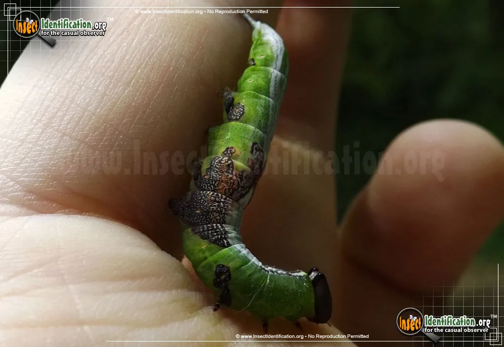 Wavy-lined Heterocampa - photo 4
