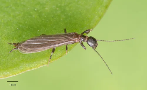 Webspinner