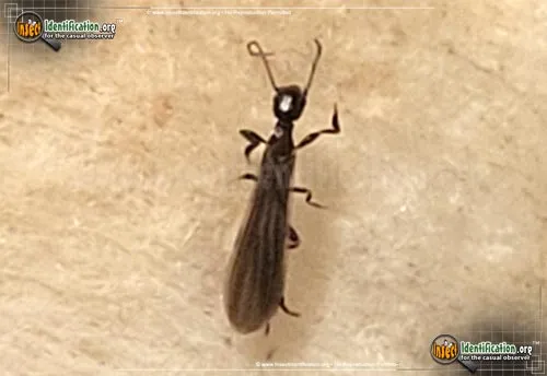 Webspinner - photo 4