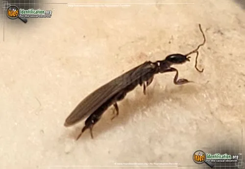 Webspinner - photo 7