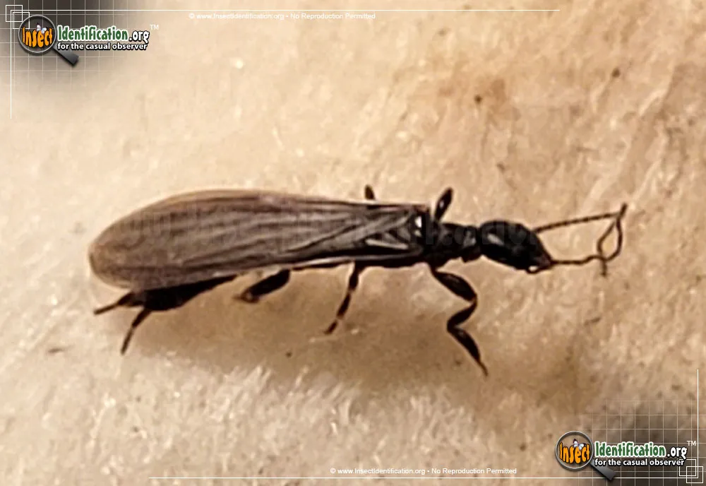 Webspinner - photo 8