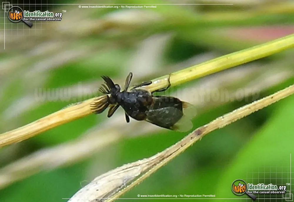 Wedge-shaped Beetle