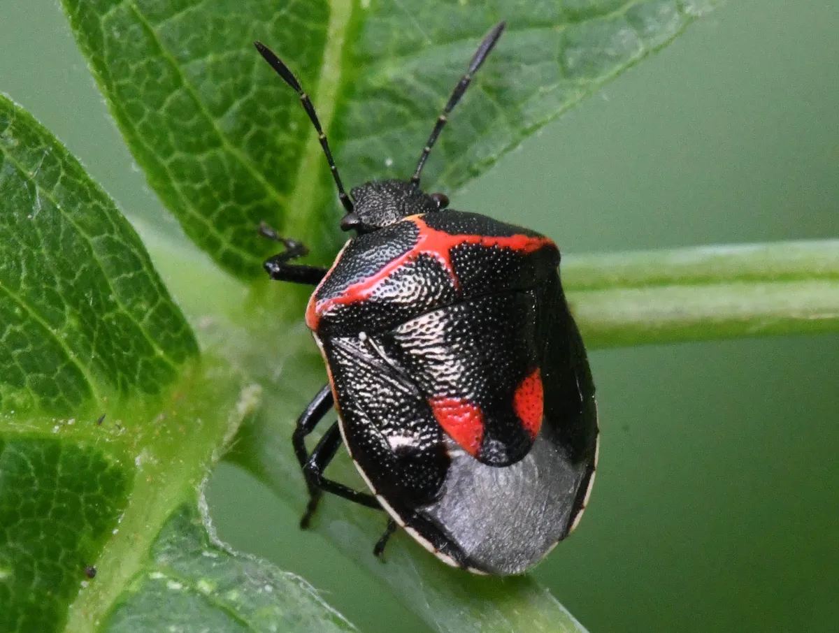 Wee Harlequin Bug - photo 3