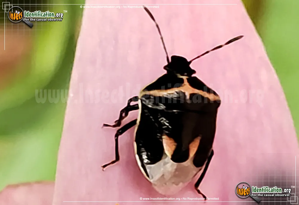 Wee Harlequin Bug - photo 4