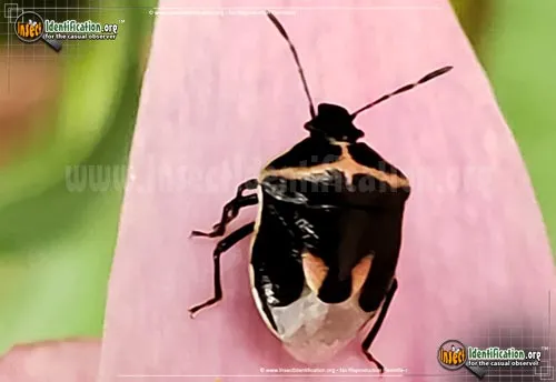 Wee Harlequin Bug - photo 6