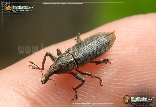 Weevil - photo 2