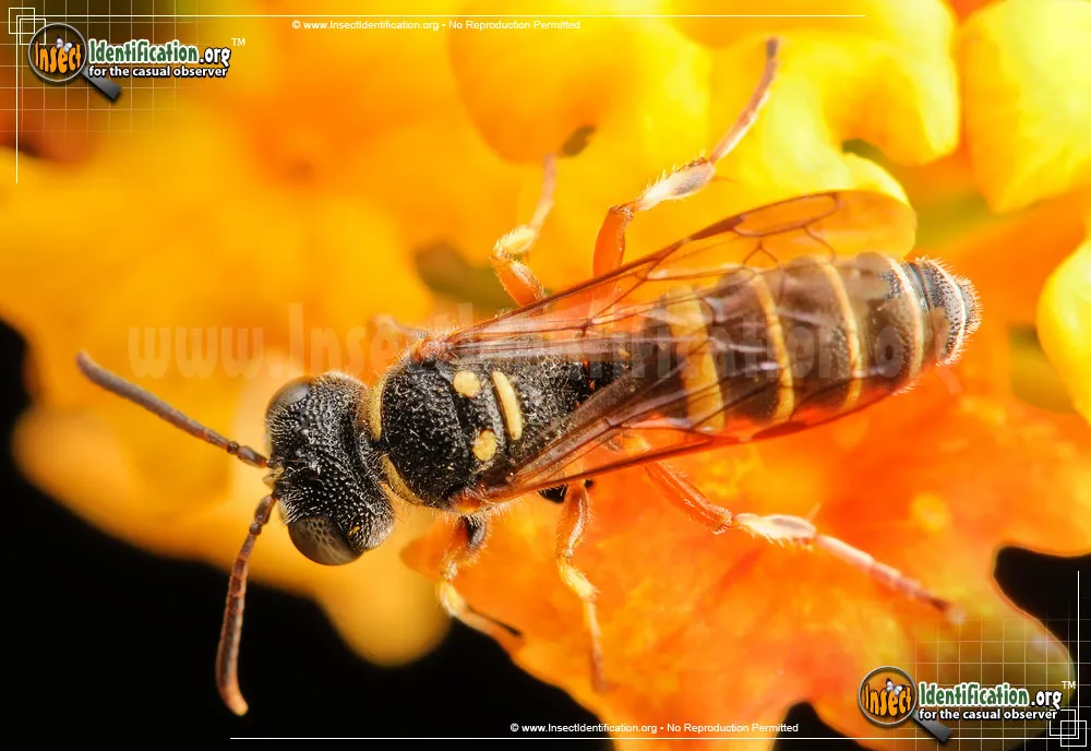 Weevil Wasp - Cerceris spp.
