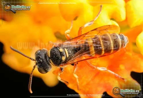 Weevil Wasp - photo 2
