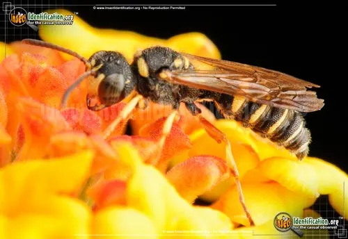 Weevil Wasp - photo 4