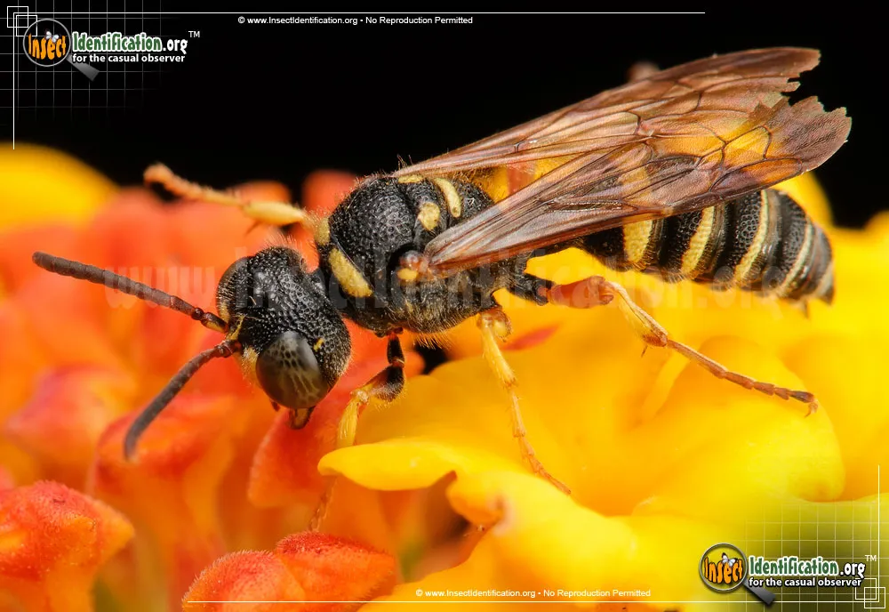 Weevil Wasp - photo 5