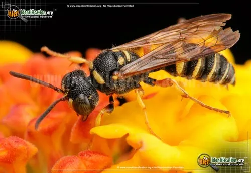 Weevil Wasp - photo 6