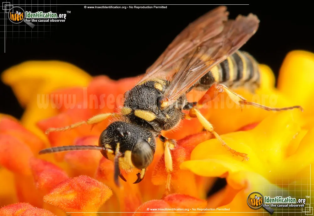 Weevil Wasp - photo 7