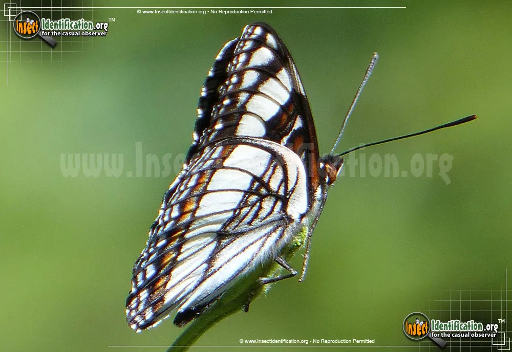 Weidemeyer's Admiral Butterfly