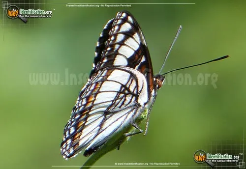 Weidemeyer's Admiral Butterfly - photo 2
