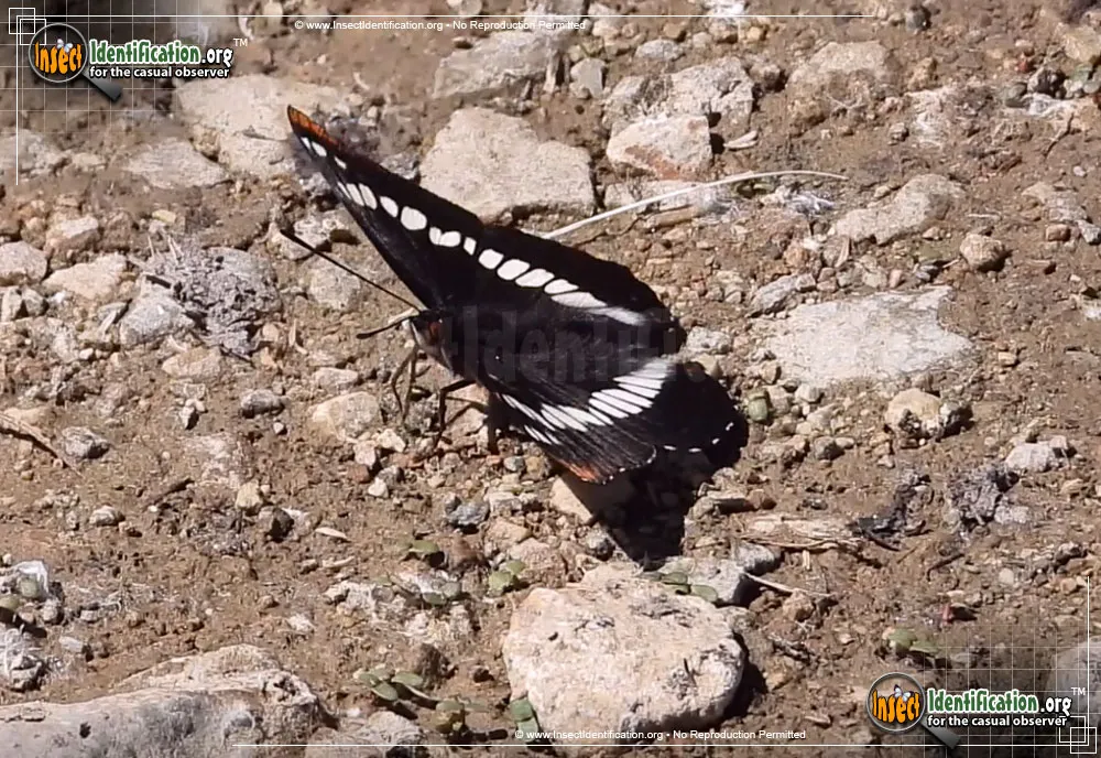 Weidemeyer's Admiral Butterfly - photo 3
