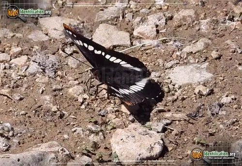 Weidemeyer's Admiral Butterfly - photo 4