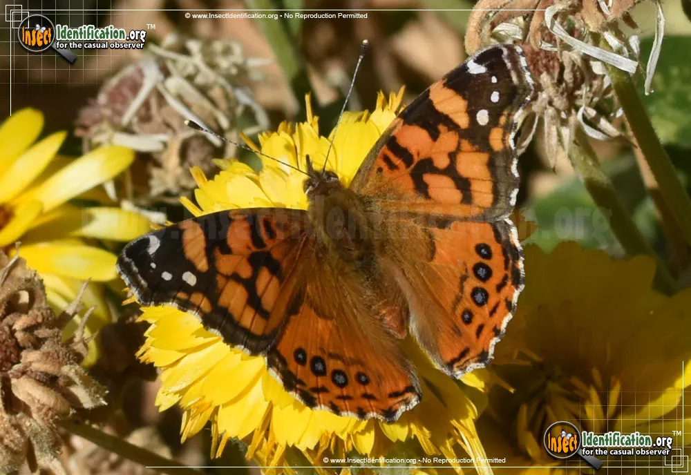 West Coast Lady Butterfly