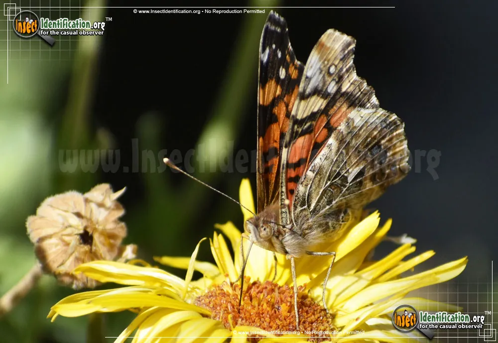 West Coast Lady Butterfly - photo 3
