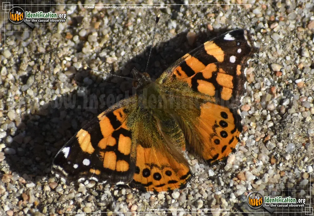 West Coast Lady Butterfly - photo 5