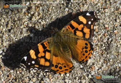 West Coast Lady Butterfly - photo 6