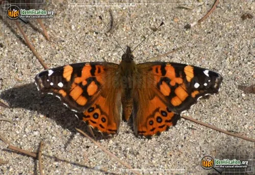 West Coast Lady Butterfly - photo 8