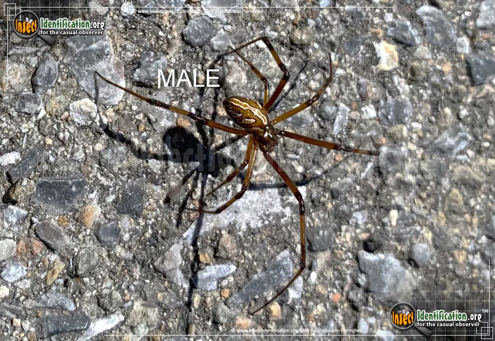 Western Black Widow - photo 2