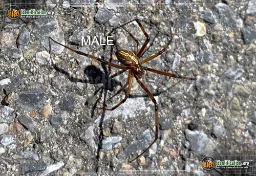 Western Black Widow - photo 3