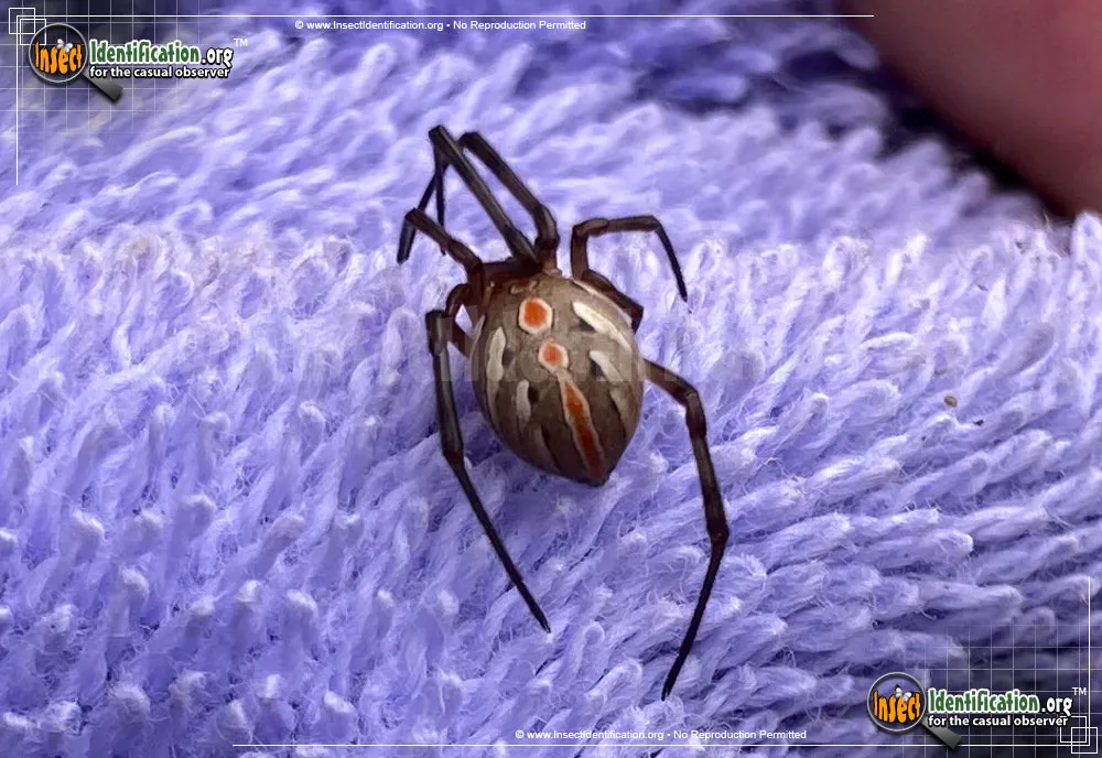 Western Black Widow - photo 4