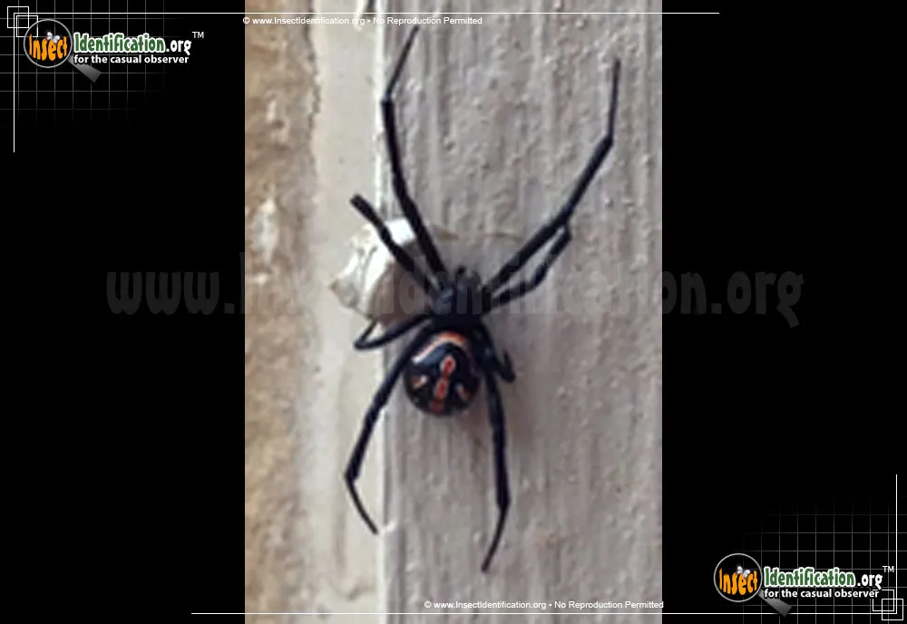 Western Black Widow - photo 6