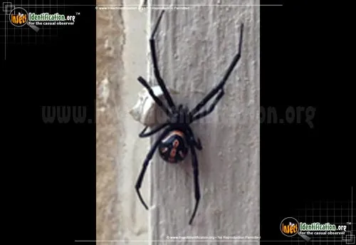 Western Black Widow - photo 7