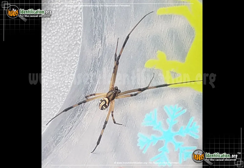 Western Black Widow - photo 8