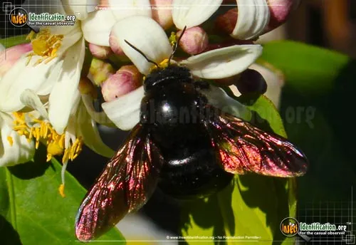 Western Carpenter Bee - photo 2