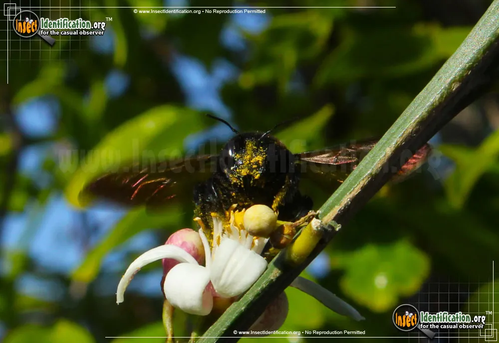 Western Carpenter Bee - photo 3