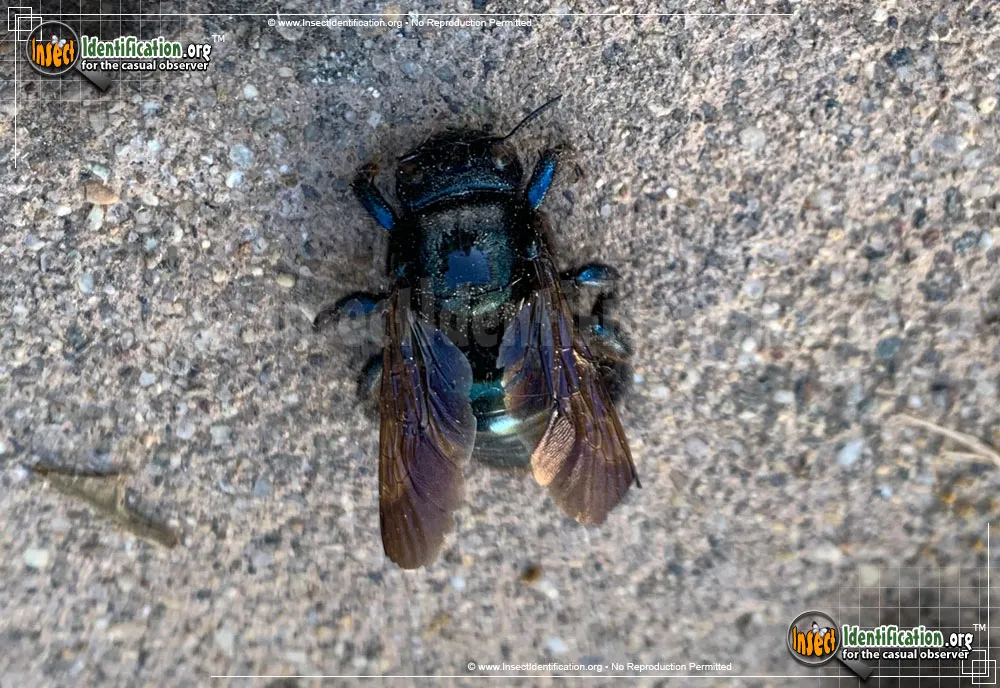Western Carpenter Bee - photo 5