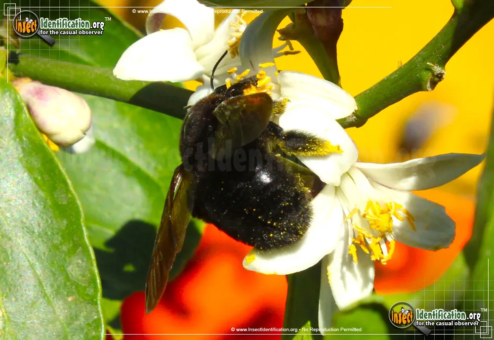 Western Carpenter Bee - photo 7