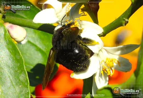 Western Carpenter Bee - photo 8