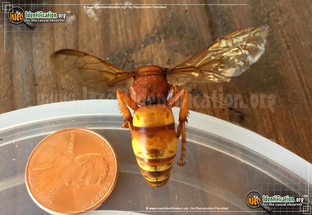 Sphecius grandis