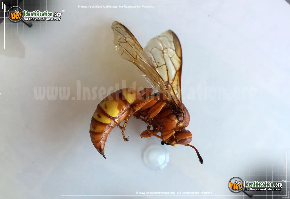 Western Cicada Killer - photo 3