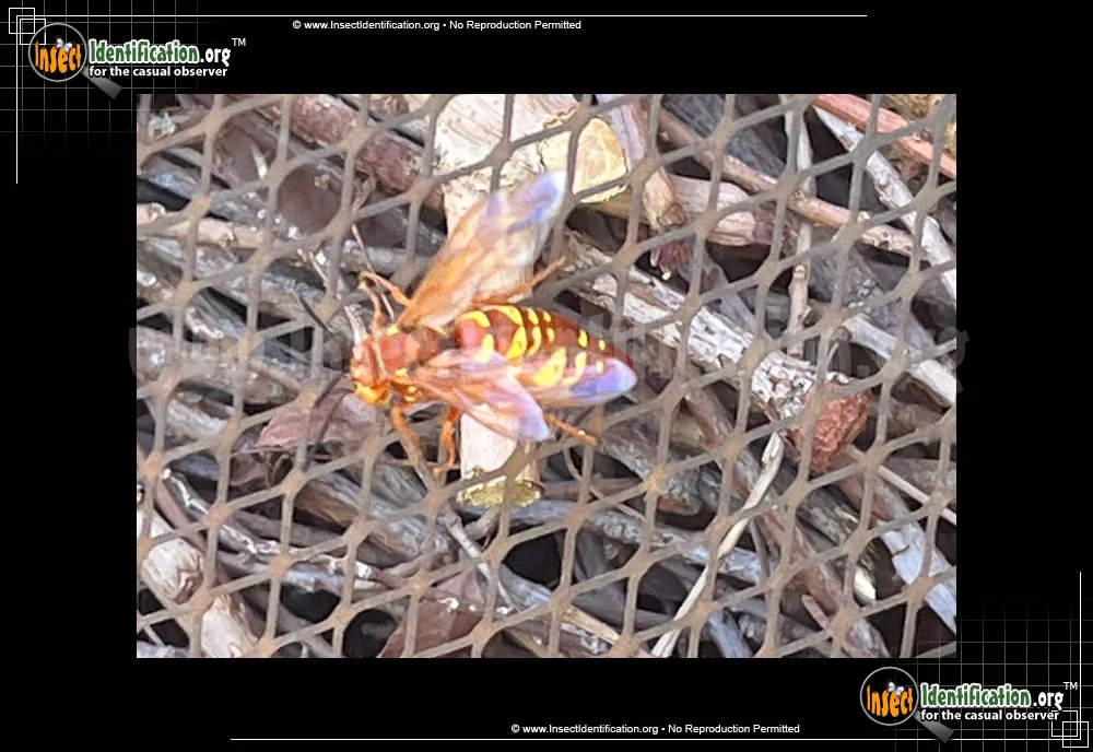 Western Cicada Killer - photo 5
