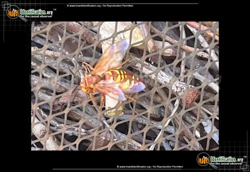 Western Cicada Killer - photo 6