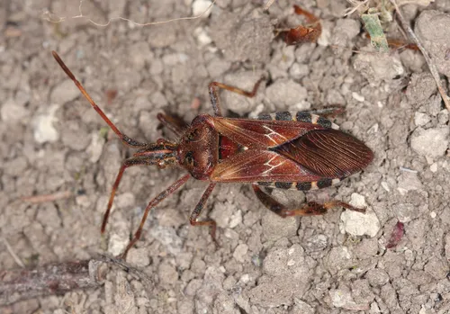 Western Conifer Seed Bug