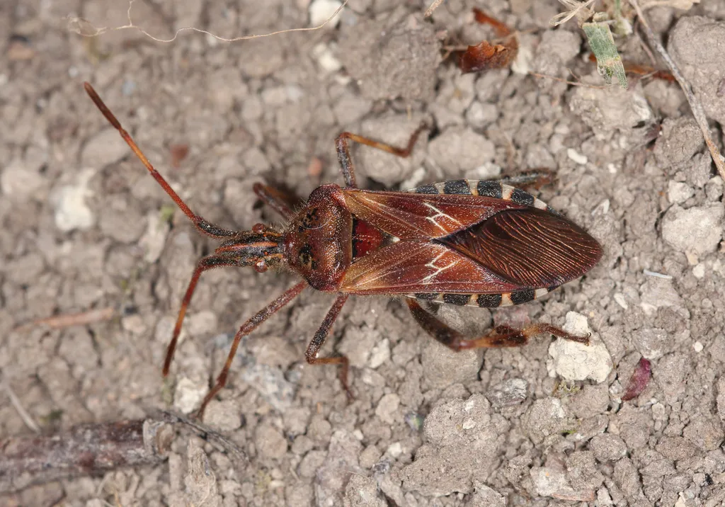 Western Conifer Seed Bug - photo 2