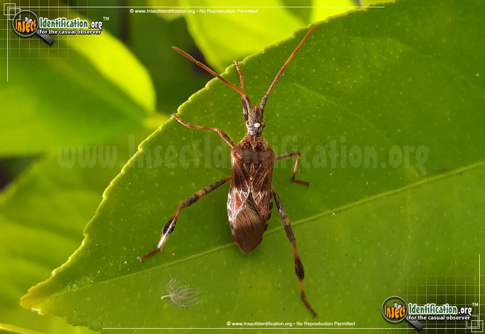 Western Conifer Seed Bug - photo 3