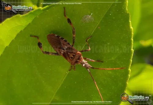 Western Conifer Seed Bug - photo 4
