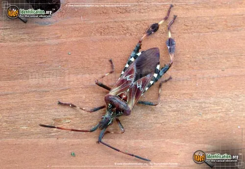 Western Conifer Seed Bug - photo 5