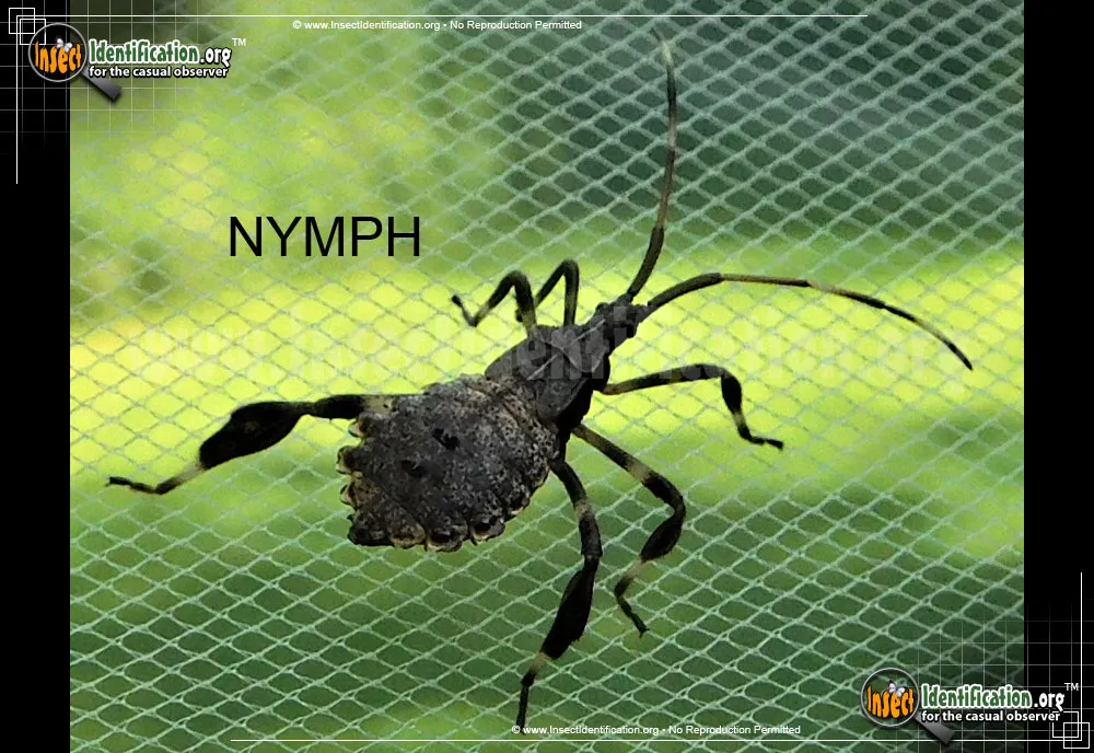 Western Conifer Seed Bug - photo 6