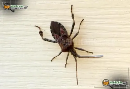 Western Conifer Seed Bug - photo 7