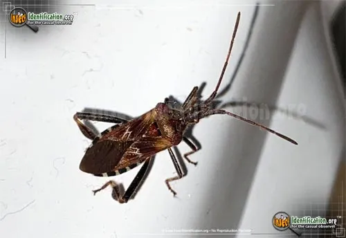 Western Conifer Seed Bug - photo 8